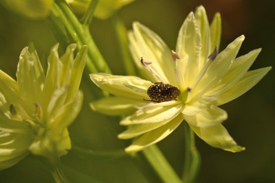 Camassia_mit_Gast.jpg