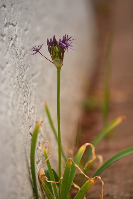 Allium_in_Fuge.jpg