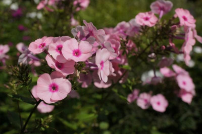 Phlox_im_Senkgarten.jpg