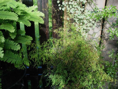 Adiantum_x_mairisii__..._____17.5.14_002.jpg
