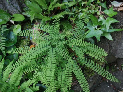 Adiantum_pedatum_Ms._Sharples__..._17.5.14_015.jpg