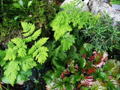 Gymnocarpium_dryopteris_Plumosum_______17.5.14_011.jpg