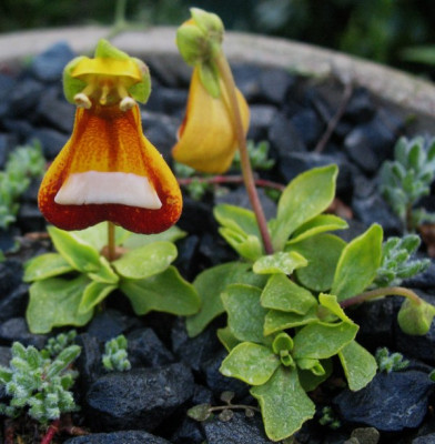 Calceolaria_uniflora_var._darwinii___...__17.5.14_028.jpg