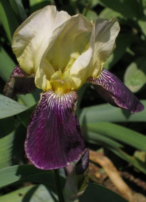IMG_7578_niedrige_Iris_barbata__43.jpg