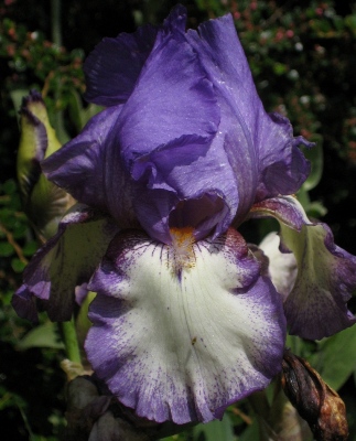 IMG_7579_hohe_duftende_Iris_barbata.jpg