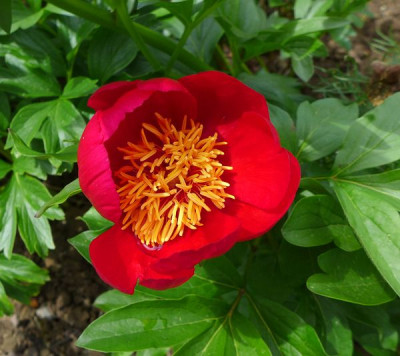 Paeonia_peregrina_fars_2014.jpg
