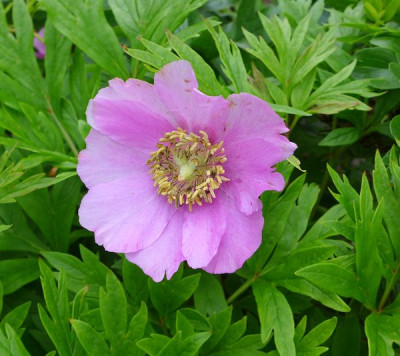 Paeonia_veitchii_fars_2014.jpg