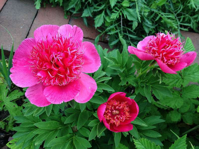 p.anemonaeflora_20140517_zg.jpg