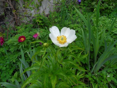 Paeonia_veitchii3.jpg