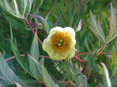 paeonia_delavaii_oder_was.jpg