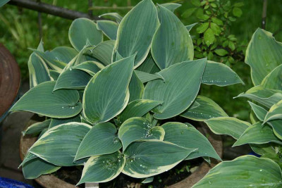Hosta9914b.jpg