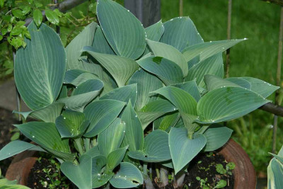 Hosta9914c.jpg
