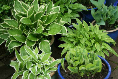Hosta9914e.jpg