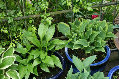 Hosta9914f.jpg