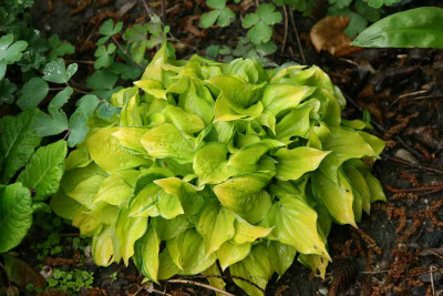 Hosta9914g.jpg