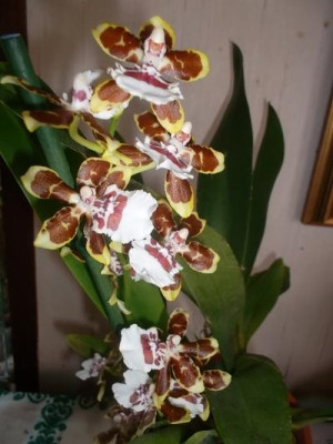 Orchideenbluete.jpg