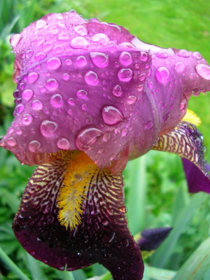 Iris_im_Dauerregen.jpg