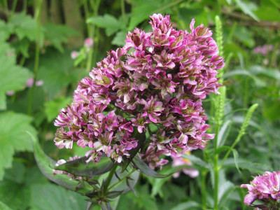 Phlox_paniculata_Natural_Feelings_Kopie.jpg