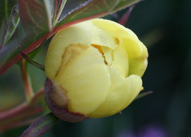 P._lutea1_Groenveranderung.jpg