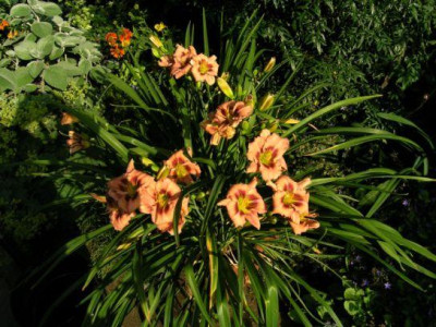 Kyrralogn_160705.jpg