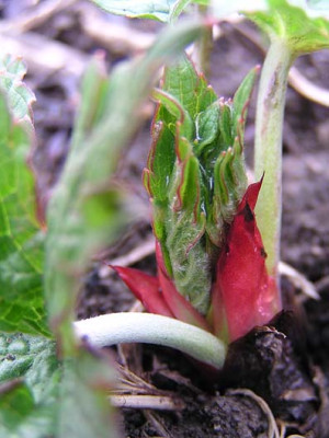 geranium_psilostemon.jpg