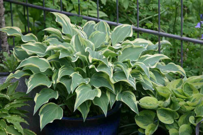 Hosta9914k.jpg