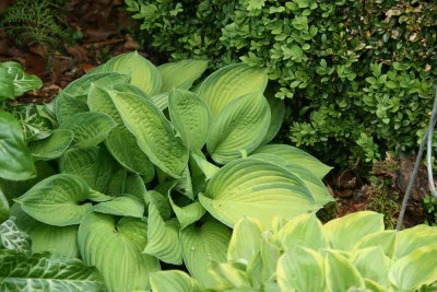 Hosta9914n.jpg