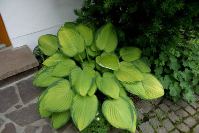 Hosta3407a.jpg