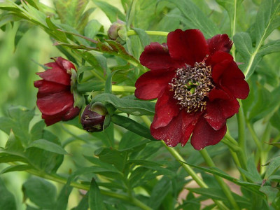 paeonia_delavayi_2014-05-05_171.jpg