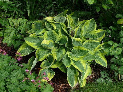 hosta_2013-05-30_490.jpg