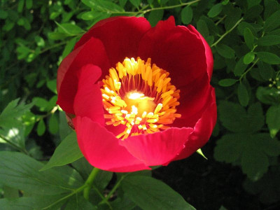 Paeonia_peregrina_dkl_rot_Kopie.jpg