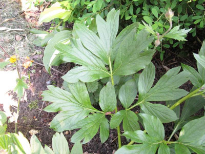 Paeonia_peregrina_dkl_rot_LaubKopie_Kopie.jpg