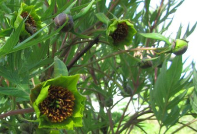 D.grun-knospen.jpg