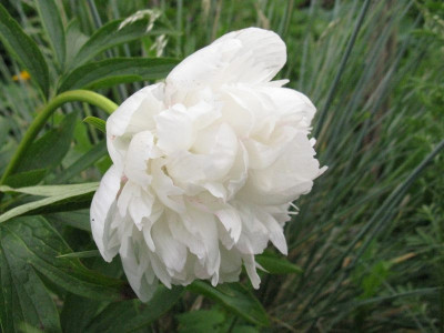Paeonia_officinalis_Alba_Plena_Kopie.jpg