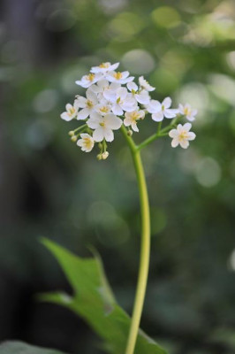 Diphylleia_cymosa_05.jpg