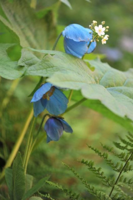 blaue_Dinger.jpg