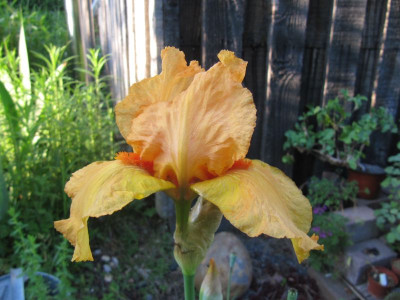Iris_orange_140520.jpg