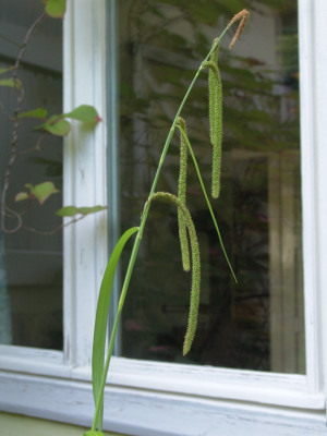 DSC03104-kl.jpg