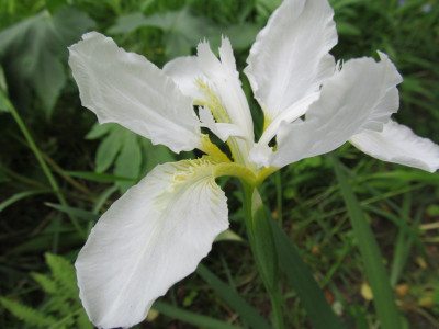 Iris_tectorum_Alba_2014.jpg