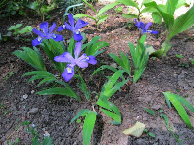 Iris_cristata_2014.jpg