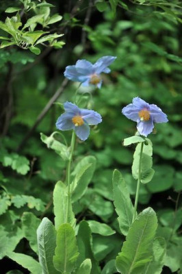 Meconopsis_betonicifolia_05.jpg