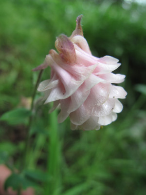 akelei_rosa_2014.jpg