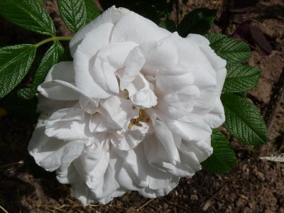 rosa_matilda.jpg