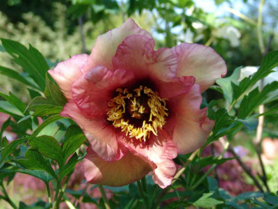 DSC03083-3.jpg