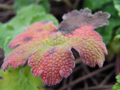 geranium_renardii.jpg