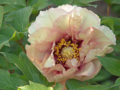 DSC03042-3.jpg