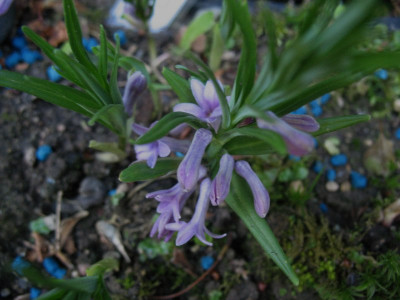Polygonatum_graminifolium_...___23.5.14_012.jpg