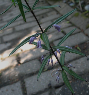 Polygonatum_curvistylum___...__23.5.14_009.jpg