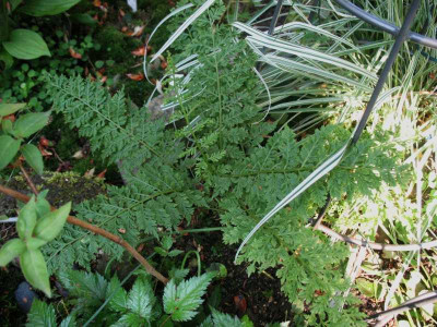 Athyrium_filix-femina_Veroniae_...___23.5.14_030.jpg