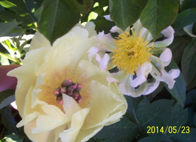 Mai_116_Garden_Treasure_und_Green_Halo.jpg